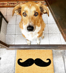 Les Garçons Les Garçons